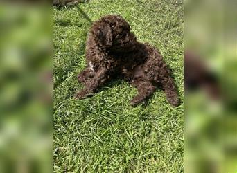 Lagotto Romagnolo - Welpen   -  1 Rüde sucht (wieder) ein tolles Zuhause