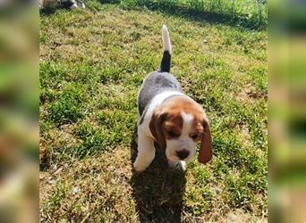 kräftige ,verspielte reinrassige Beagle Welpen suchen ab 3.Juli eine liebe Familie