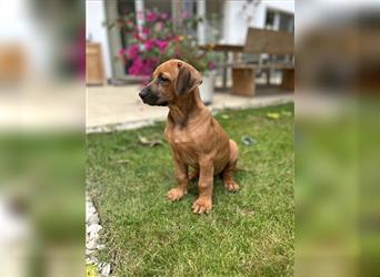 Rhodesian Ridgeback Welpen