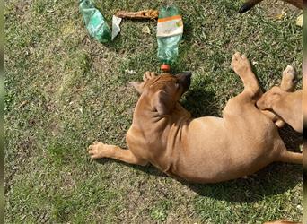 Rhodesian Ridgeback Welpen