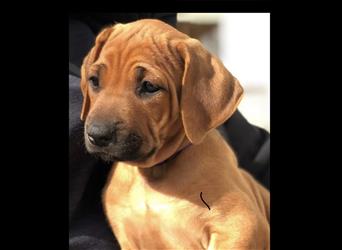 Rhodesian Ridgeback Welpen