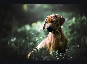 Rhodesian Ridgeback Welpen