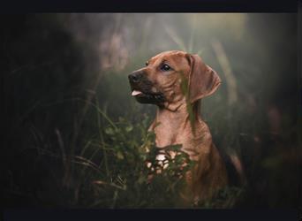 Rhodesian Ridgeback Welpen