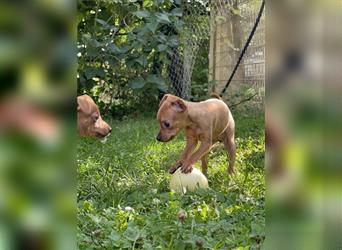 Zwergpinscher Welpen Rehpinscher