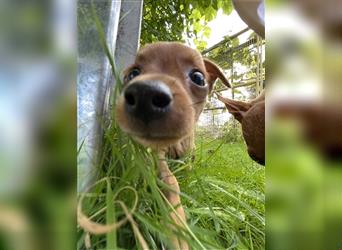 Zwergpinscher Welpen Rehpinscher