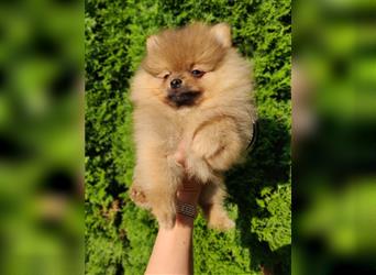 POMERANIAN WELPEN