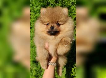 POMERANIAN WELPEN