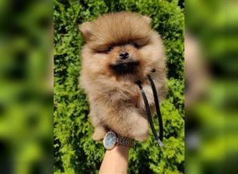 POMERANIAN WELPEN