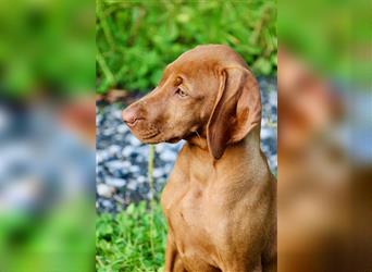 Margyar Vizsla