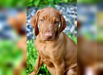 Margyar Vizsla