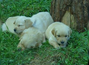 11 x Golden Retriever Welpen mit Ahnentafel