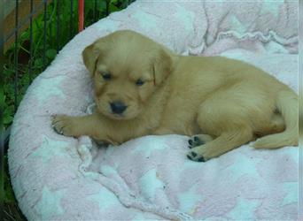 11 x Golden Retriever Welpen mit Ahnentafel