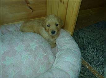 11 x Golden Retriever Welpen mit Ahnentafel