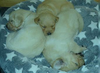 11 x Golden Retriever Welpen mit Ahnentafel