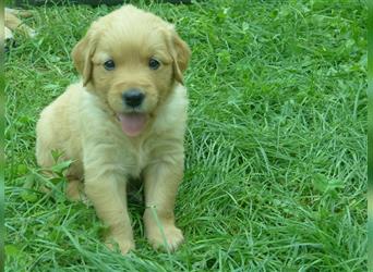 11 x Golden Retriever Welpen mit Ahnentafel