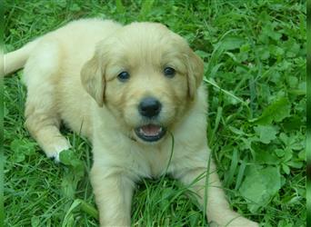 11 x Golden Retriever Welpen mit Ahnentafel