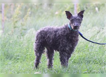 Bendeg, freundlicher, netter Puli-Rüde, 40 cm, lieb, freunlich