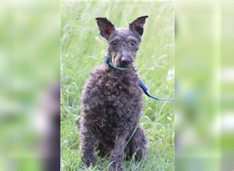 Bendeg, freundlicher, netter Puli-Rüde, 40 cm, lieb, freunlich