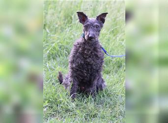 Bendeg, freundlicher, netter Puli-Rüde, 40 cm, lieb, freunlich