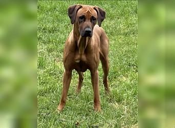 Rhodesian Ridgebacks Welpen sind da!