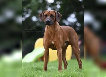 Rhodesian Ridgebacks Welpen sind da!