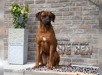 Rhodesian Ridgebacks Welpen sind da!