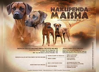 Rhodesian Ridgebacks Welpen sind da!