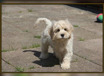 Cockapoo ! Bezaubernde Welpen aus langjähriger, bewährter u. überprüfter Haus/Familienaufzucht.