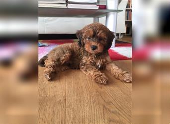 Cockapoo ! Bezaubernde Welpen aus langjähriger, bewährter u. überprüfter Haus/Familienaufzucht.