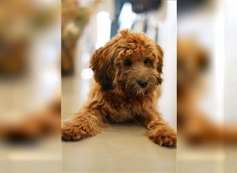 Cockapoo ! Bezaubernde Welpen aus langjähriger, bewährter u. überprüfter Haus/Familienaufzucht.