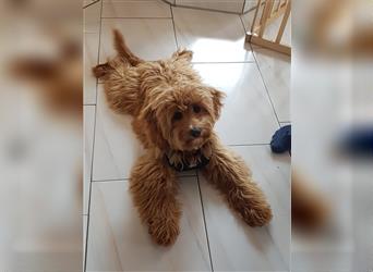 Cockapoo ! Bezaubernde Welpen aus langjähriger, bewährter u. überprüfter Haus/Familienaufzucht.