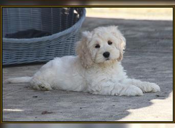 Cockapoo ! Bezaubernde Welpen aus langjähriger, bewährter u. überprüfter Haus/Familienaufzucht.