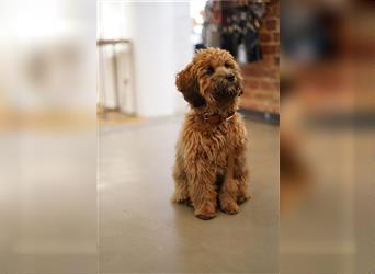 Cockapoo ! Bezaubernde Welpen aus langjähriger, bewährter u. überprüfter Haus/Familienaufzucht.