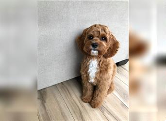 Cockapoo ! Bezaubernde Welpen aus langjähriger, bewährter u. überprüfter Haus/Familienaufzucht.