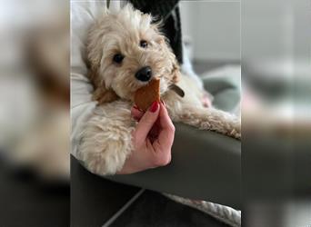 Cockapoo ! Bezaubernde Welpen aus langjähriger, bewährter u. überprüfter Haus/Familienaufzucht.