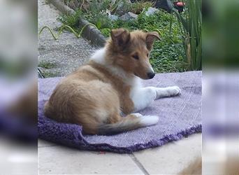 Collie Langhaar Welpe/ Mädel (am 24.04.24 geboren) sucht liebevollen Zuhause