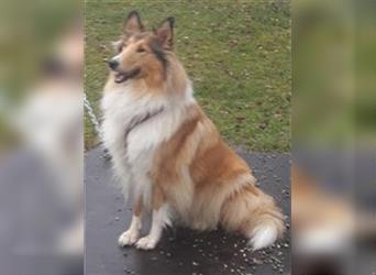 Collie Langhaar Welpen Mädel am 24.04.24 geboren suchen liebevollen Zuhause