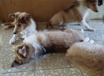 Collie Langhaar Welpe/ Mädel (am 24.04.24 geboren) sucht liebevollen Zuhause