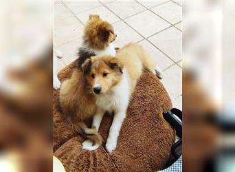 Collie Langhaar Welpe/ Mädel (am 24.04.24 geboren) sucht liebevollen Zuhause