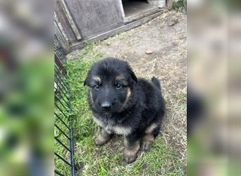 Schäferhund Welpen reinrassig