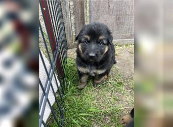 Schäferhund Welpen reinrassig