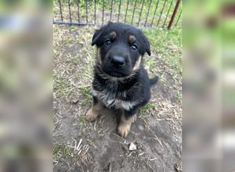 Schäferhund Welpen reinrassig