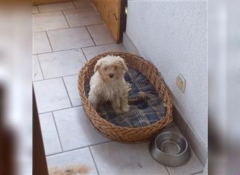 Noch 1 Maltipoo Welpe darf bald ausziehen.