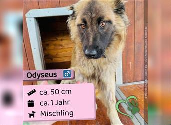 Odyseus - Slowakei (ZM), Mischling, Rüde ca. 1 Jahr - Handicap