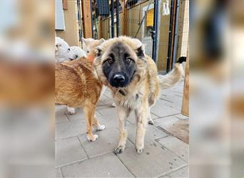 Odyseus - Slowakei (ZM), Mischling, Rüde ca. 1 Jahr - Handicap