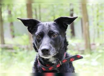 Lotta, Pinscher-Hütehund-Mix, geb. 2014, schlaue und gehorsame Familienhündin