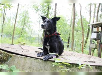 Lotta, Pinscher-Hütehund-Mix, geb. 2014, schlaue und gehorsame Familienhündin