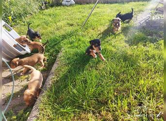 Jack Russell Terrier Mischlinge