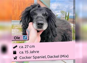  Ole - Slowakei (ZM) Cocker Spaniel, Dackel (Mix) Rüde - liebenswert