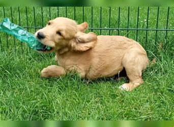 Golden Retriever + Irish Setter, Welpen